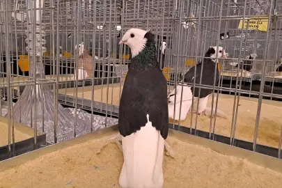 6. Tepeli Kostüm Güvercinleri Festivali Sakarya&apos;da Gerçekleşti